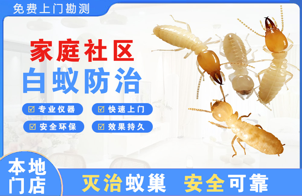 晋江家庭社区白蚁防治