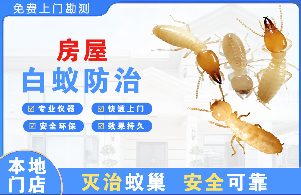 晋江房屋白蚁防治